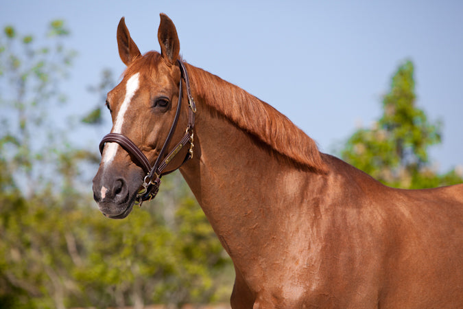 Farewell to Baloubet du Rouet