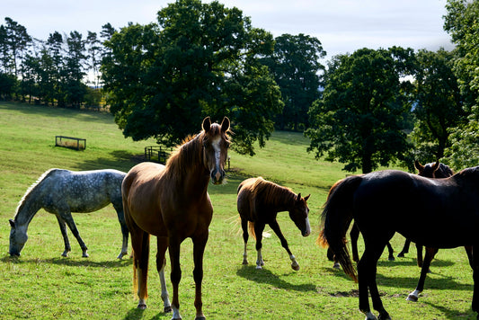 Let's Settle It: Do All Horses Need to Be Stalled?