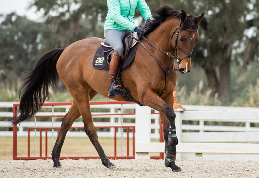 5 Days to More Adjustability at the Canter