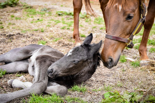 ‘I’m the Phone Call That No One Wants to Make’: In Emotional Chaos, Nurse Mares Bring Peace