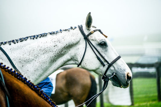 A Closer Look at the Willowdale Steeplechase