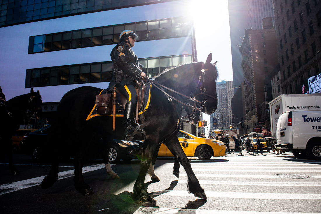 'Ten Foot Cops': A Glimpse Inside New York City's Mounted Police Unit