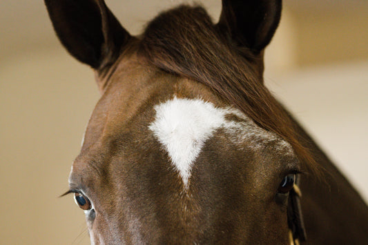 I’m Dougie Douglas, the Horse With the Best Name in Show Jumping