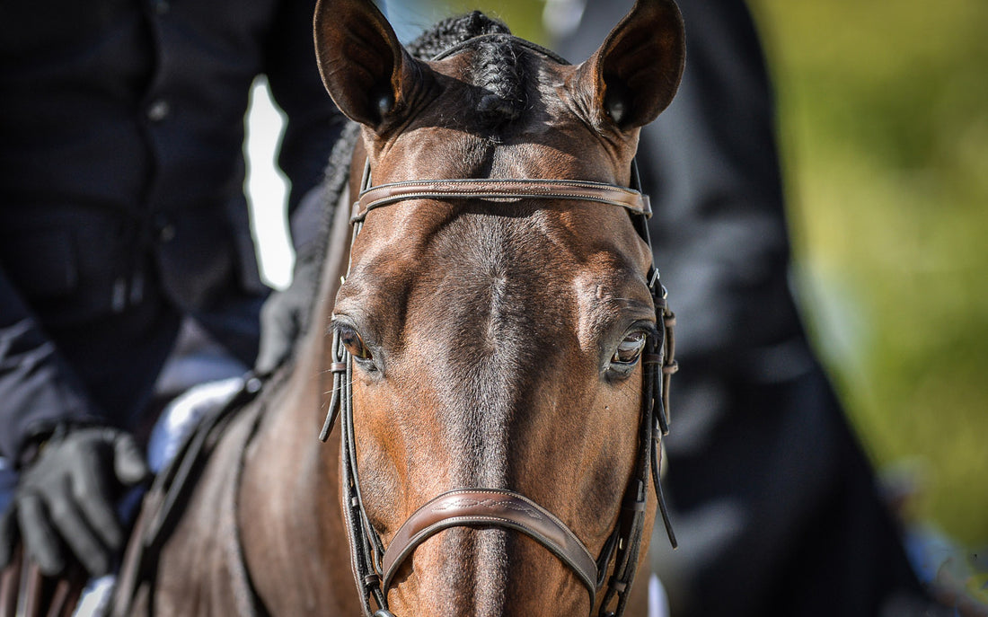 No Drama Zone: Peter Pletcher Gets Real on the Hunter Ring