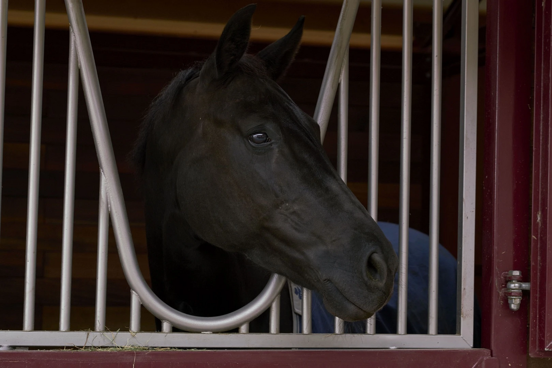 Have an Older Show Horse? Tips for Keeping Him Sound, Supple, and Happy in His Job