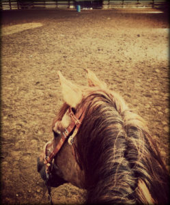 At 30, Foxy the Rescue Horse Returns to the Show Ring