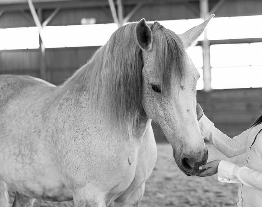 'It’s What the World Needs': Gateway Horseworks Gives Traumatized Women Purpose, Empowerment, and Healing