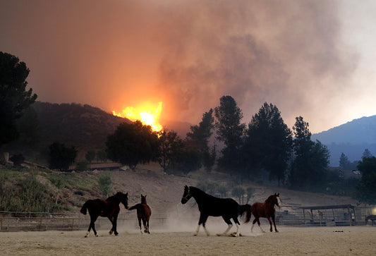 'It Restores Your Faith in Humanity': How Equestrians Showed Up for California Wildfire Evacuees (And How You Can Help, Too)