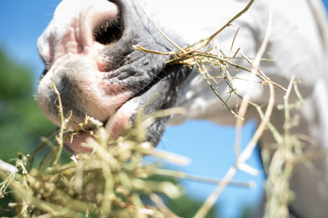 Should I Be Worried About a Hay Shortage?