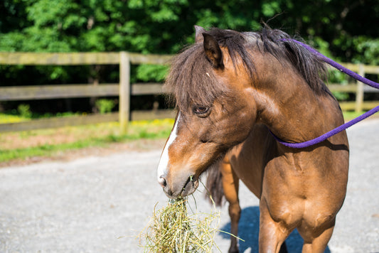 Use a Pony for a Photoshoot, They Said. It’ll Be Fun, They Said.