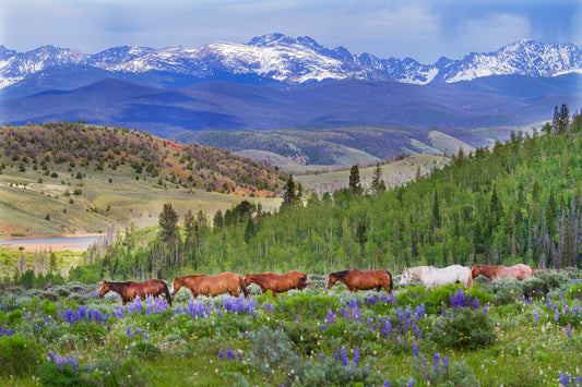 Why I Quit A Cushy Law Job To Become a Wrangler on a Dude Ranch