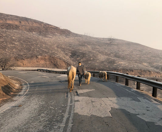 The Fires Are Out, but the Fight Isn't Over: Help Support the Horse Community Affected by the California Wildfires