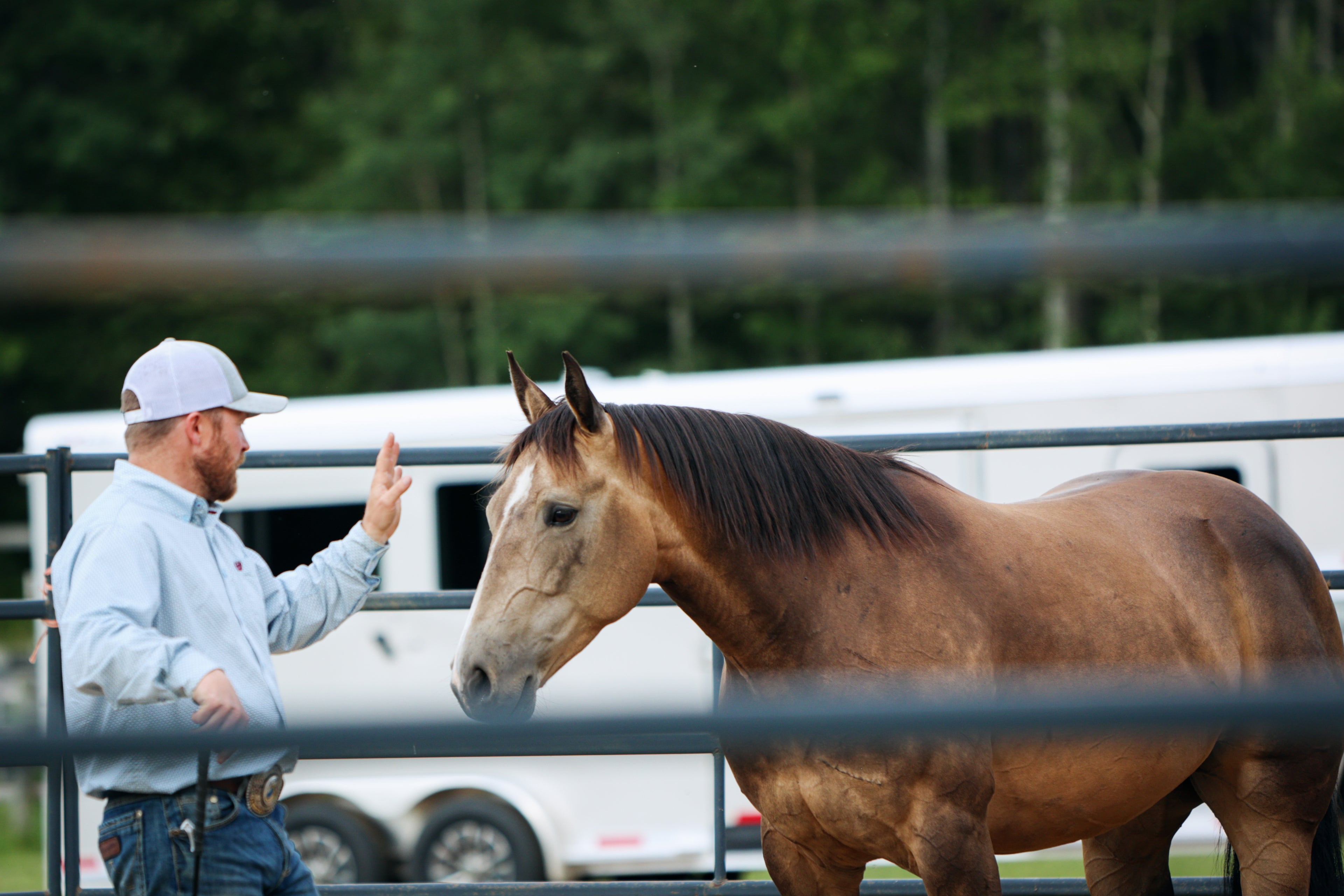 “Understanding Your Horse’s Needs”:  5 Things I Learned from Josh Nichol’s Course on NF+
