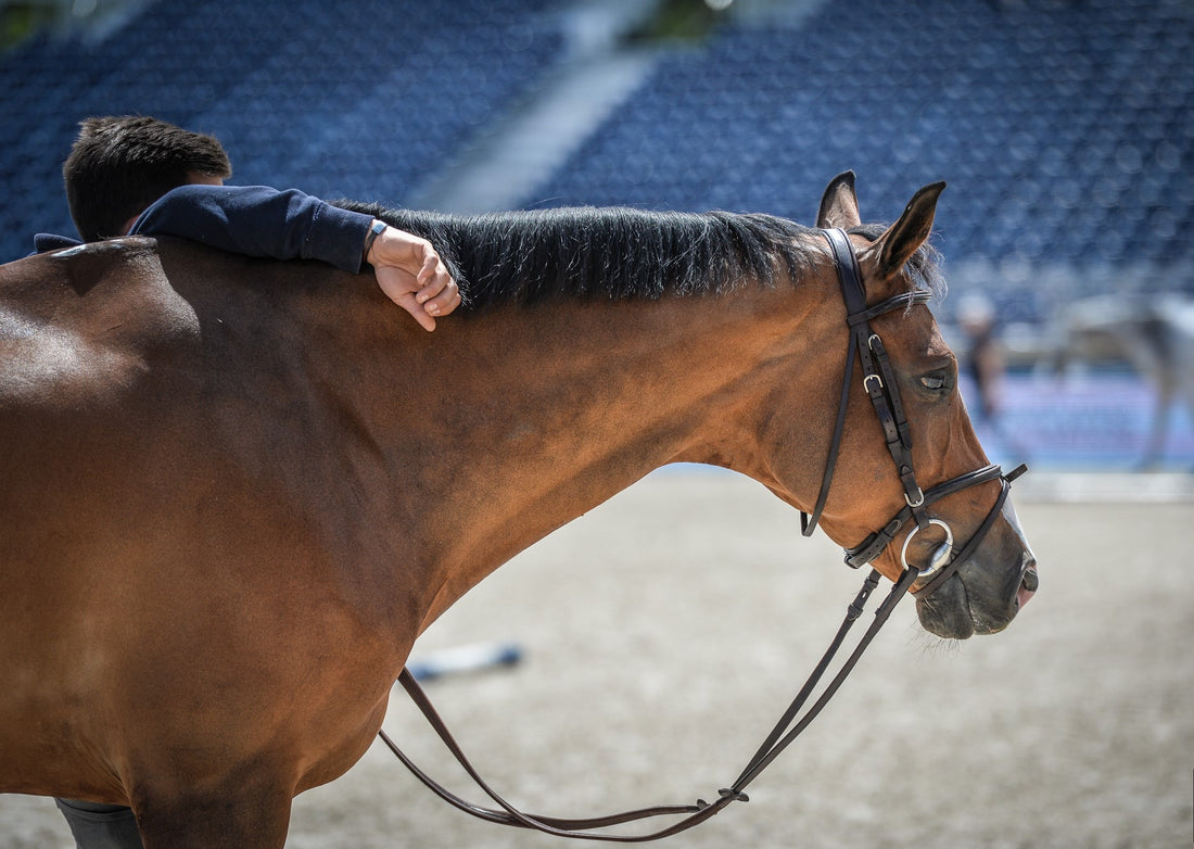 What You Say About Your Horse Says More About You