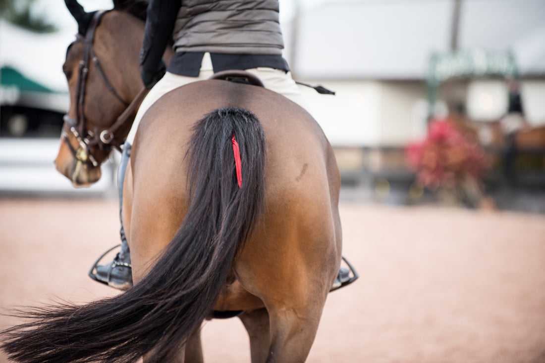 'Why Does My Horse _?': Tik Maynard Takes On Masterclass Members' Horse Behavior Questions