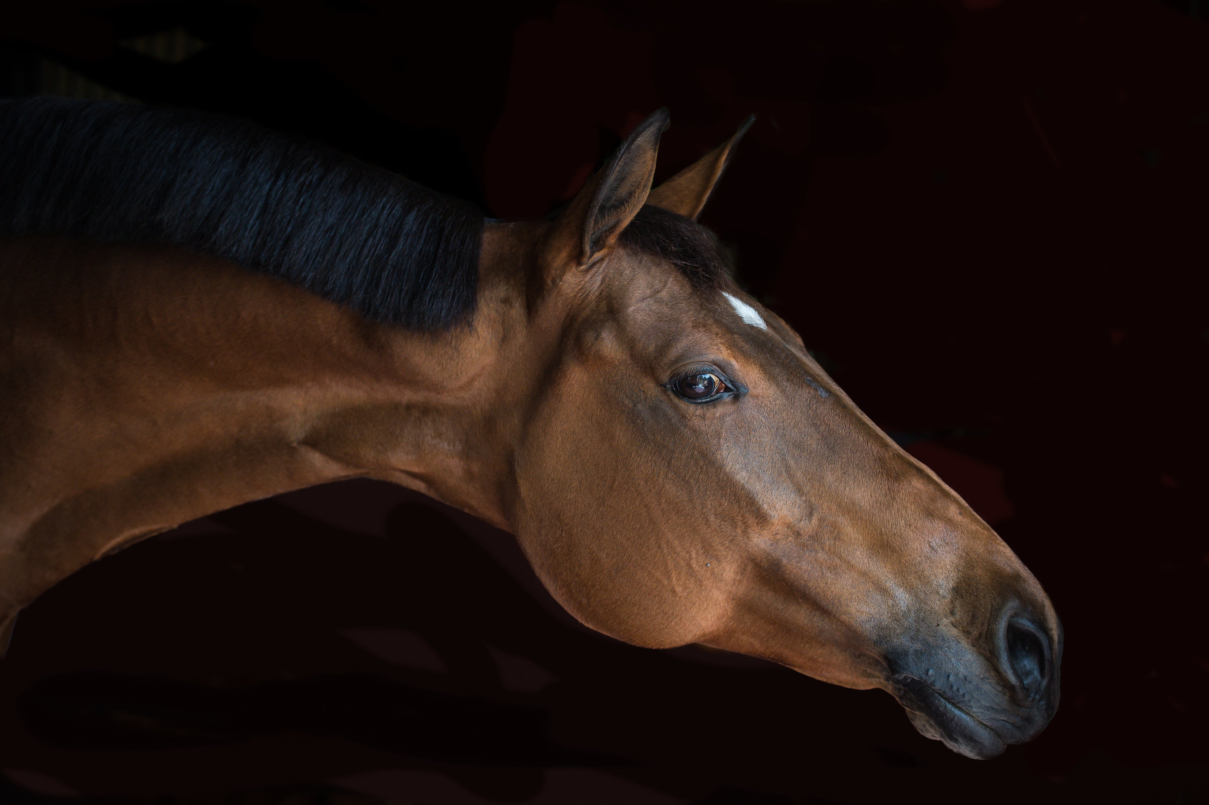 Let Doubt Be Your Advocate | On Responsibility, Attention, and Choosing the Horse