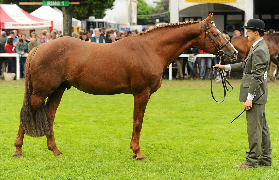 Horse of a Lifetime: Farewell to Luidam