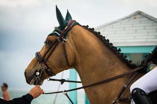 How to Determine "Is My Horse Relaxed?" - And Why It's Not a Yes or No Question