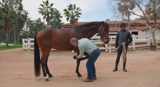 A Guide to the Pre-Purchase Exam