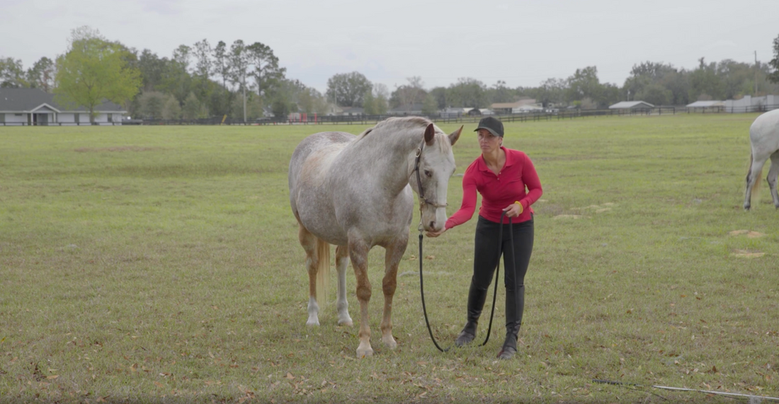 How to Use NF+ to Improve Your Horsemanship