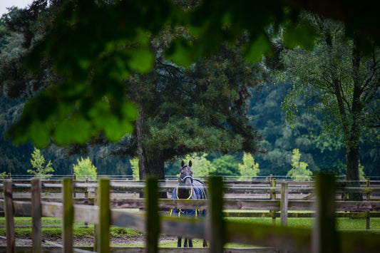 My Mare Had a Career-Ending Injury. How Do I Know If Breeding Her Is the Right Choice?