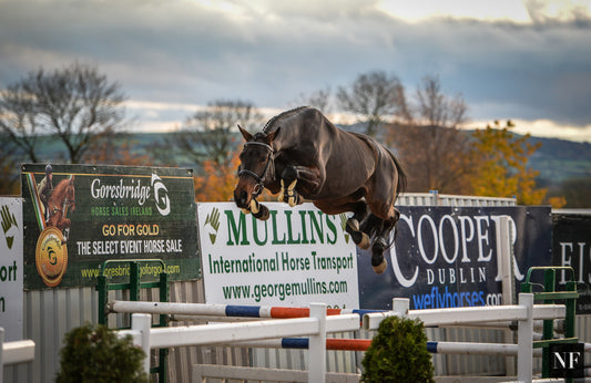 Unnamed bay filly by Cascor jumping at the Goresbridge Supreme Sale of Showjumpers.