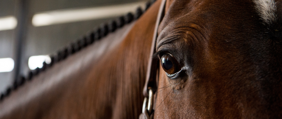 EHV-1, EHM, and the Questions Horse Owners Are Still Asking
