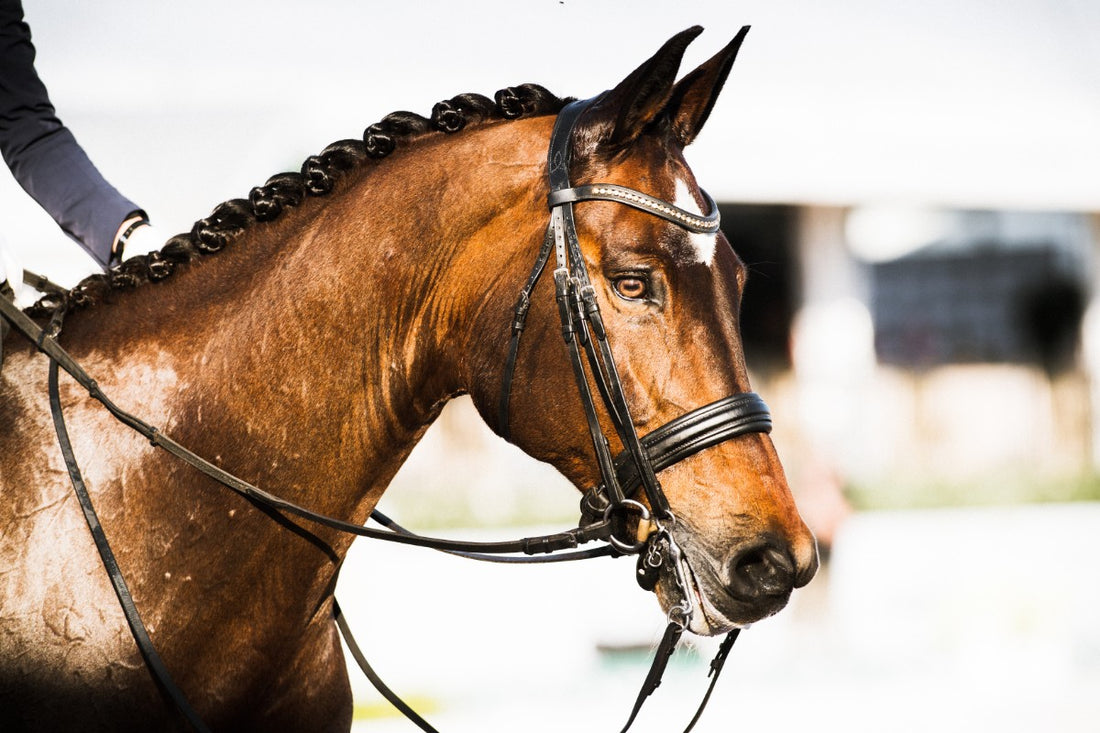 The Reign of the Mature Dressage Horse: Laura Graves, Cathrine Dufour, Helen Langehanenberg on Their Top Mounts