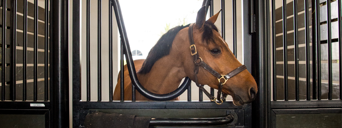 The Neuroscience of Horse Behavior: Dr. Stephen Peters on Learned Helplessness, Neuroplasticity, and the Nervous System