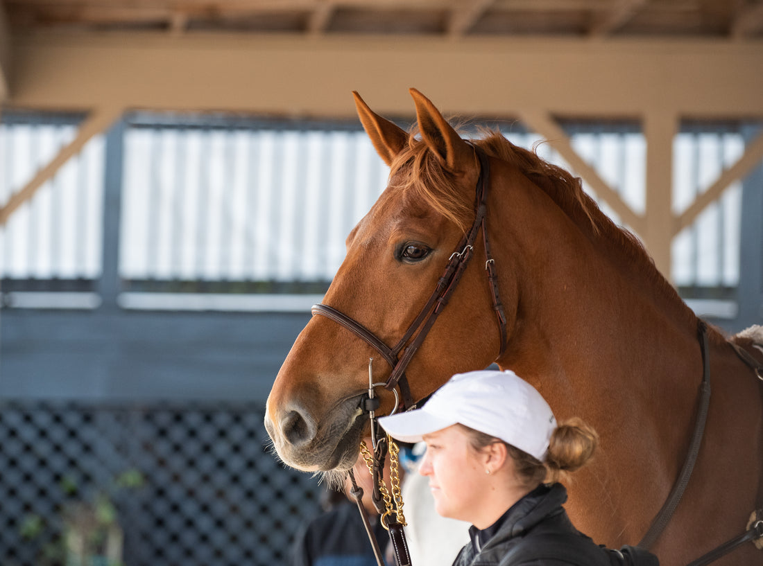 Ask an Expert: How Do I Take My Young Horse to His First Show… and Survive?