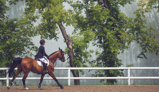 Ask Us: “My young horse and I had a miscommunication on course and now he doesn’t trust me.”