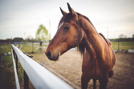 When Your Barn Closes, Be Kind to Your Barn Owner