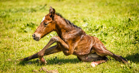 Disturbing, But Preventable: Does Your Horse Carry Warmblood Fragile Foal Syndrome?