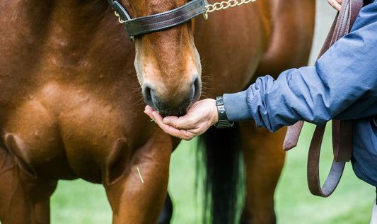 6 Things to Know About Gastric Ulcers That Could Change How You Manage Your Horse