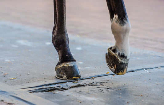 12 Thoughts Every Rider Has When Their Horse Comes in Lame