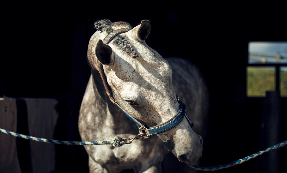 8 Things You Need to Know Before Going Horse Shopping in Europe