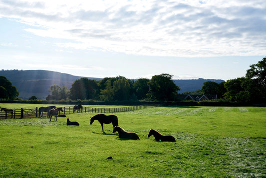 The Tough Conversations We Need to Have: Reflections of an Old Horse Caretaker