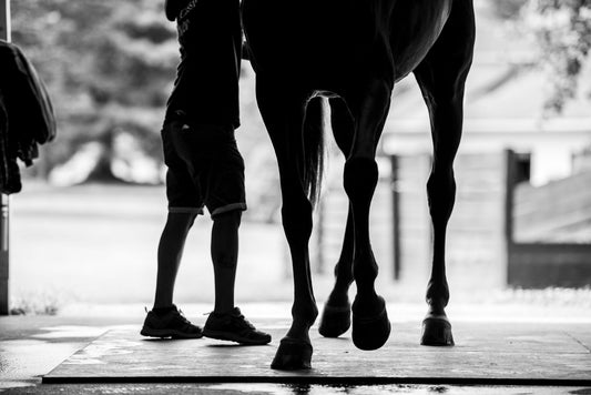 "There’s a Key to Happiness for Every Horse": Finding the Management Your Horse Needs with Dr. Paul McClellan