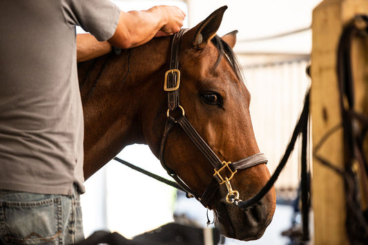 Can (Or Should) Your Ulceric Horse live on Gastrogard/Ulcergard?