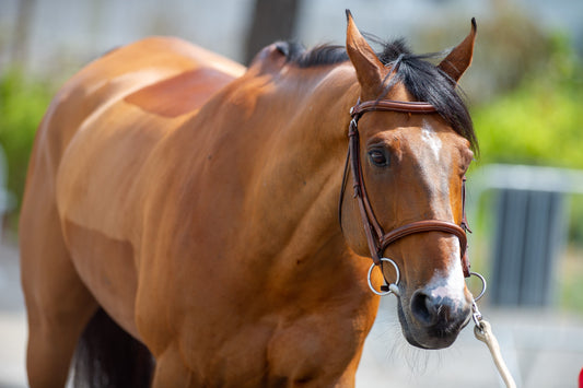 “Too Fat,” “Too Skinny,” or “Just Right?” Evaluating Your Horse's Weight for His Discipline