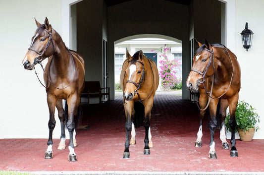 Raising One Strong, Independent Mare is Difficult Enough. Try Having Triplets.