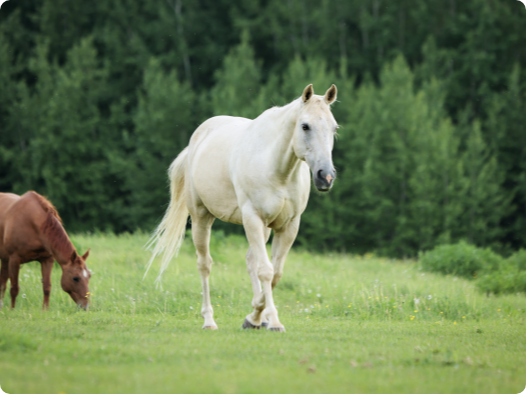 Understanding Your Horses Needs